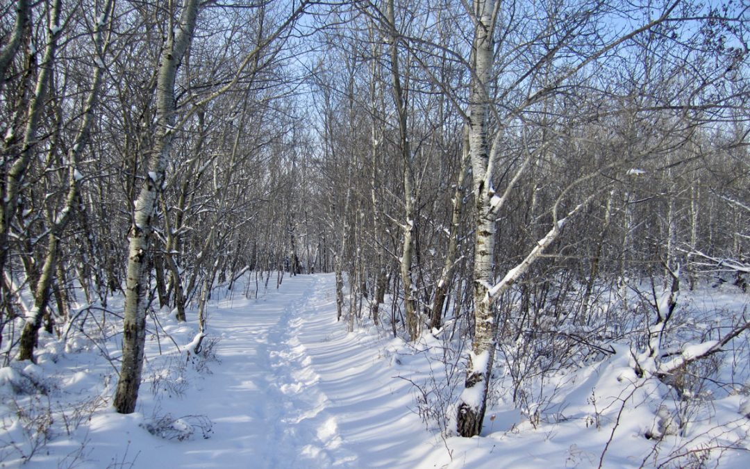 Snowy winter path